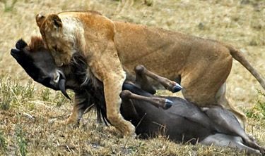 bad-ass-animals-8.jpg