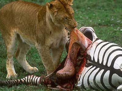 bad-ass-animals-13.jpg