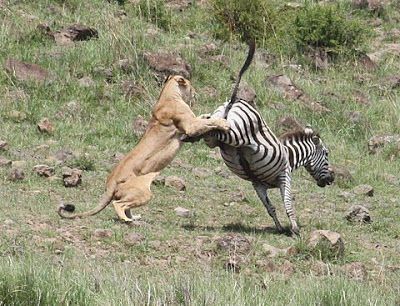 bad-ass-animals-16.jpg