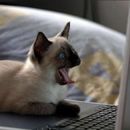 bad-ass-animals-25.jpg