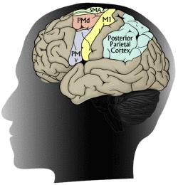psychopath-brain_thumb.jpg