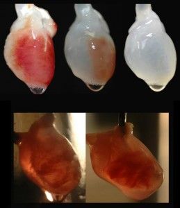 decellularizing-recellularizing-rats-heart-259x300.jpg