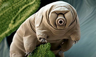 water-bear-paramacrobio-010.jpg