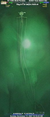 large-big-fin-squid.jpg