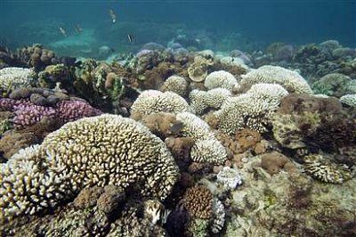 100325_coral.hlarge.jpg