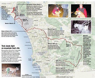 mountain-lionmap.jpg