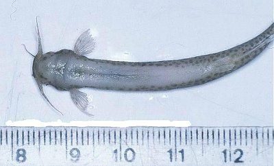 candiru_pic1.jpg