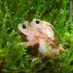 t1main.frogs.IUCN.jpg