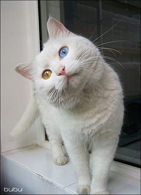 cat_with_two_different_color_eyes_07.jpg