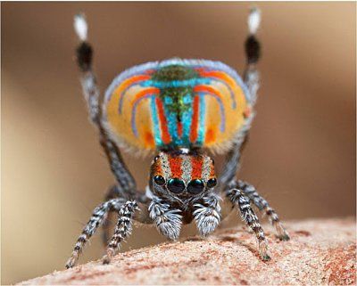 peacock-20spider-2019.jpg