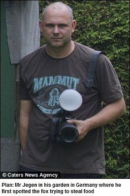 20fox-20the-20four-legged-20thief-20caught-20on-20camera-20trying-20to-20steal-20an-20egg-20.jpg