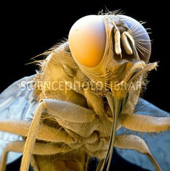Z3400432-Coloured_SEM_of_a_tsetse_fly-SPL.jpg