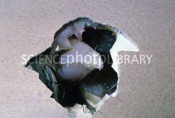 C0066764-Chicken_hatching_from_an_egg-SPL.jpg