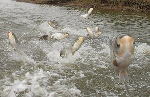 asian_carp.jpg