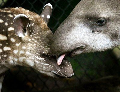 tapir.jpg