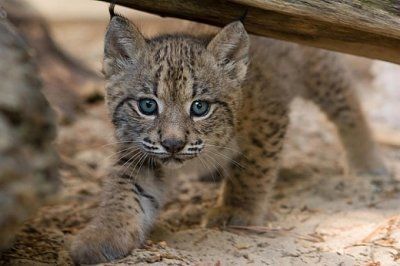 iberian-lynx.jpg