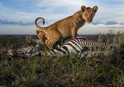 lead-lions-4.jpg