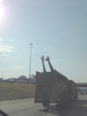 giraffe.jpg