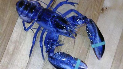 bluelobster.jpg