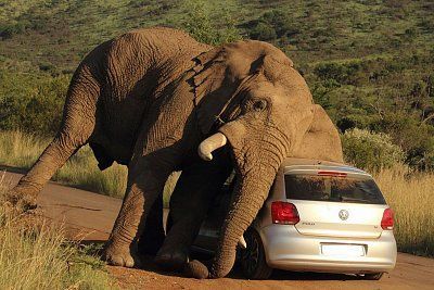 elephant-relieves-itch-small-20-284-29.jpg
