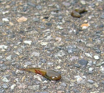 tadpole_rain_1.jpg