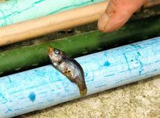 fish_rain_1.jpg