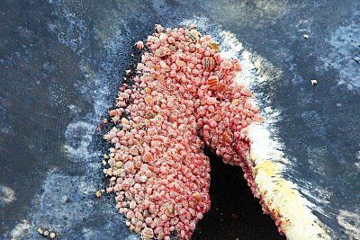 whale-lice.jpg