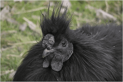 blackrooster.png