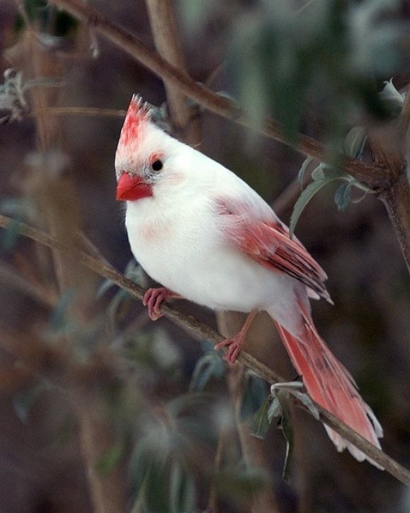 cardinal.jpeg