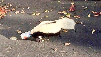 drunkskunk.jpg