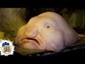 15%20Scary%20Deep%20Sea%20Creatures.jpg
