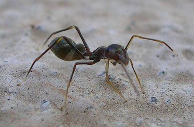 ant-mimic-spider-141114-jpg.jpg