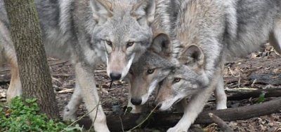 news-coywolves.jpg