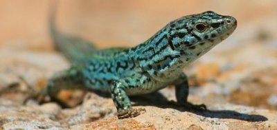 news-lizard-lake.jpg