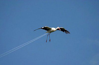 bird.jpg