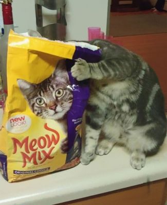 cat.jpg