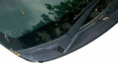 tadpole_rain_2.jpg