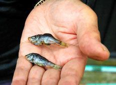 fish_rain_2.jpg