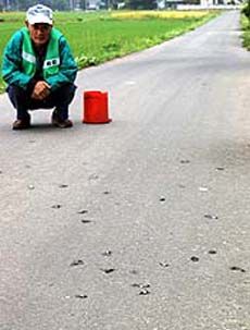 tadpole_rain_13.jpg