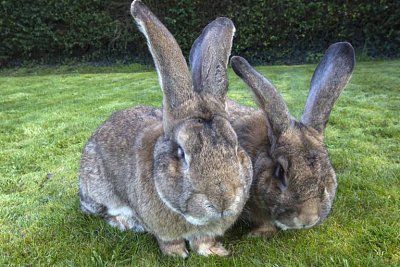 big-20bunnies.jpg