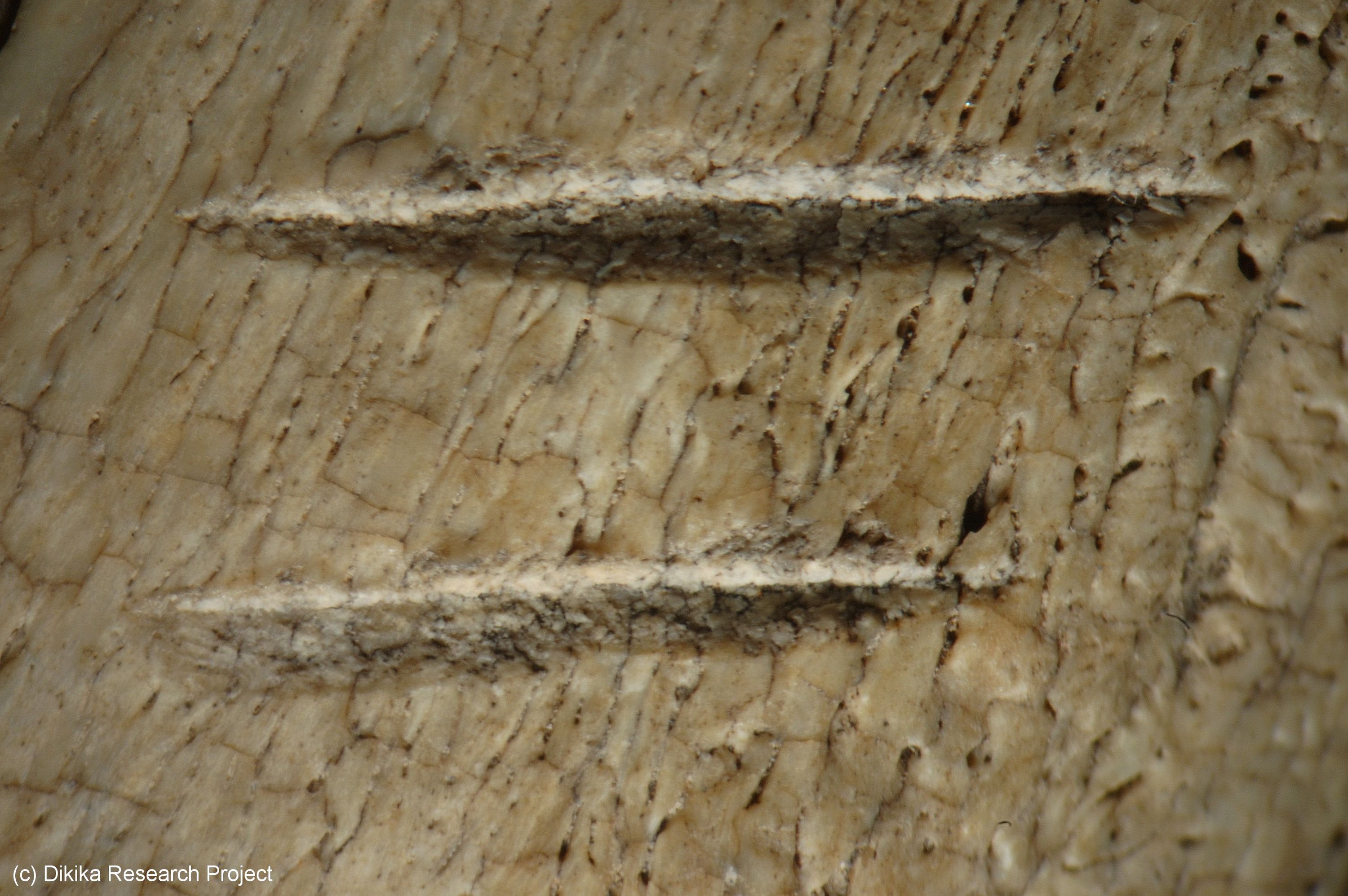 two_parallel_cutmarks_made_by_stone_tools_on_the_rib_of_a_cow-sized_mammal.jpg