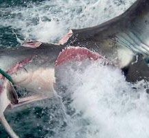 Name:  1256664494-sharkbite.jpg
Views: 2554
Size:  25.0 KB