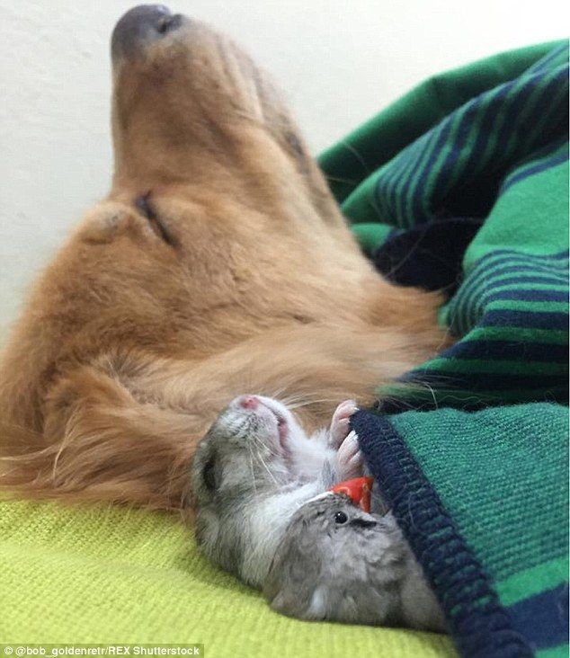 2A4C7C5D00000578-3152277-Sleepy_time_Bob_the_golden_retriever_seems_perfectly_happy_to_sn-a-15_1.jpg