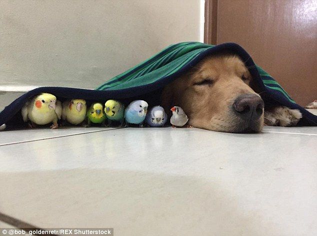 2A4C7C5200000578-3152277-Birds_of_a_feather_Bob_takes_a_nap_with_some_of_his_feathered_fr-a-20_1.jpg