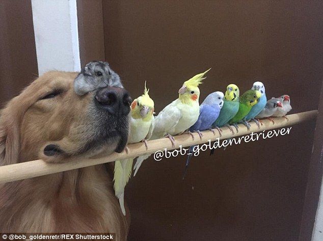 2A4C7C4C00000578-3152277-Snout_like_it_Bob_poses_with_his_eight_bird_pals_and_completes_t-a-19_1.jpg