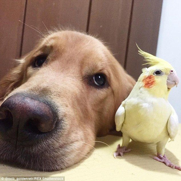 2A4C7C7F00000578-3152277-Extreme_close_up_Bob_the_golden_retriever_has_been_taking_the_in-a-16_1.jpg