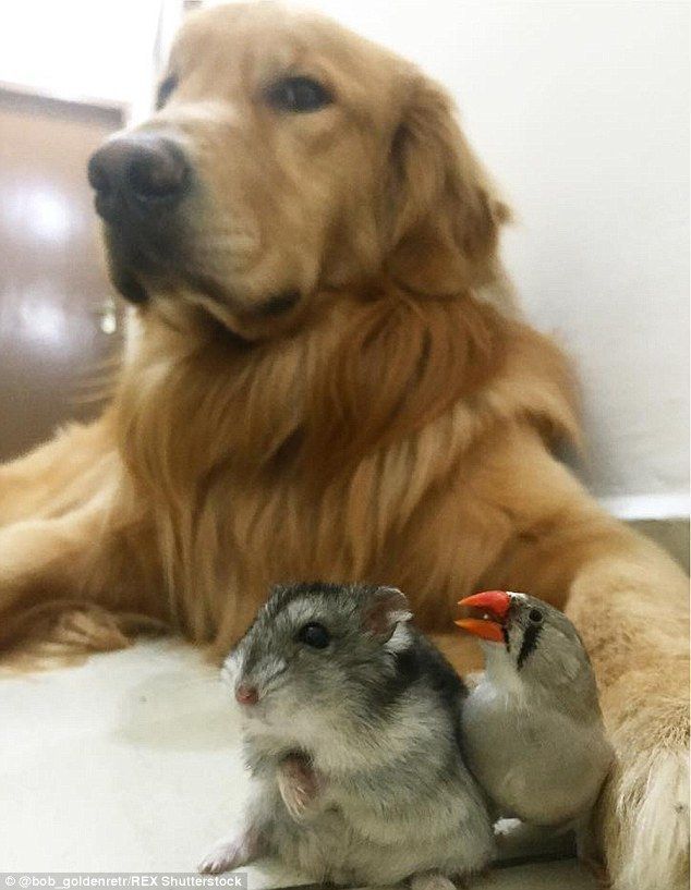 2A4C7C6200000578-3152277-Besties_Bob_the_retriever_puts_a_protective_paw_around_two_of_hi-a-18_1.jpg
