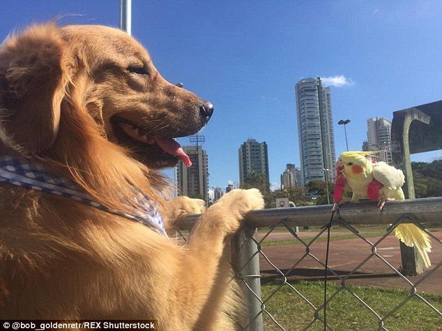2A4C7B0700000578-3152277-Bob_has_become_friends_with_the_other_pets_since_he_was_bought_b-a-17_1.jpg