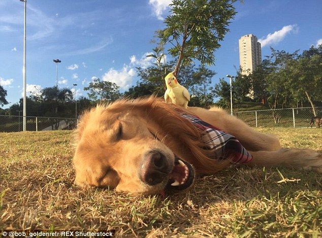2A4C7C6A00000578-3152277-Let_sleeping_dogs_lie_Bob_has_been_only_too_happy_to_lie_side_by-a-25_1.jpg
