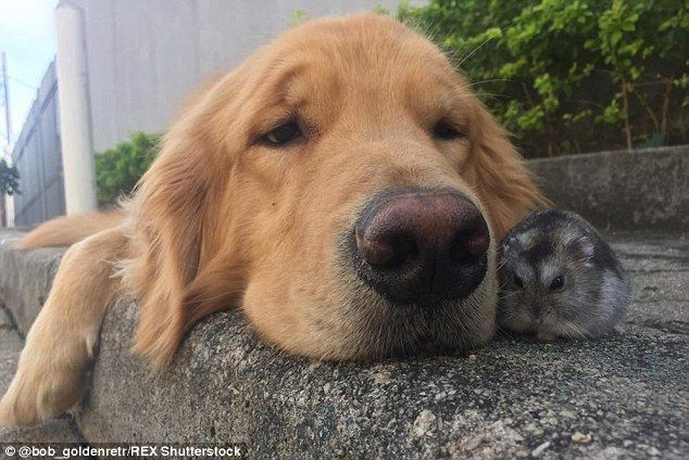 2A4C7C3C00000578-3152277-Paw_fect_Bob_rests_his_head_on_a_pavement_and_snuggles_up_with_o-a-23_1.jpg